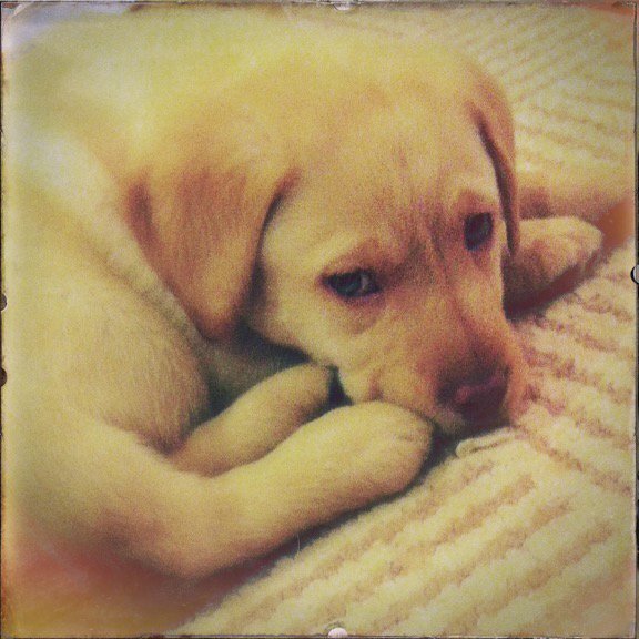 PRjohnson's tweet photo. Happy 4th birthday to my best buddy!!! @SayHelloSpencer #BFF #PUPPY #BIRTHDAY https://t.co/uRbc7qeQHI