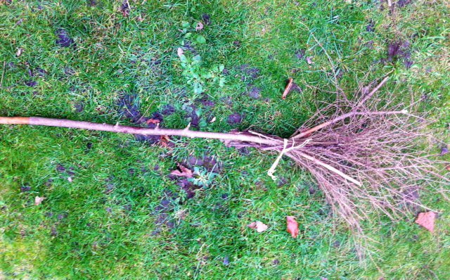 natureschools's tweet photo. Collecting sticks on a #woodland walk to make our own #Halloween #broomsticks https://t.co/Xu4QI77Psi