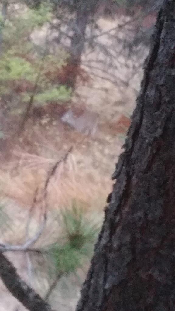 logman90's tweet image. Does just love to walk by me!