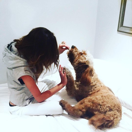 xkate_1d's tweet photo. eleanorj92: My baby puppy is 2 years young today! ๐ #scruffychops https://t.co/WzA6snbeke