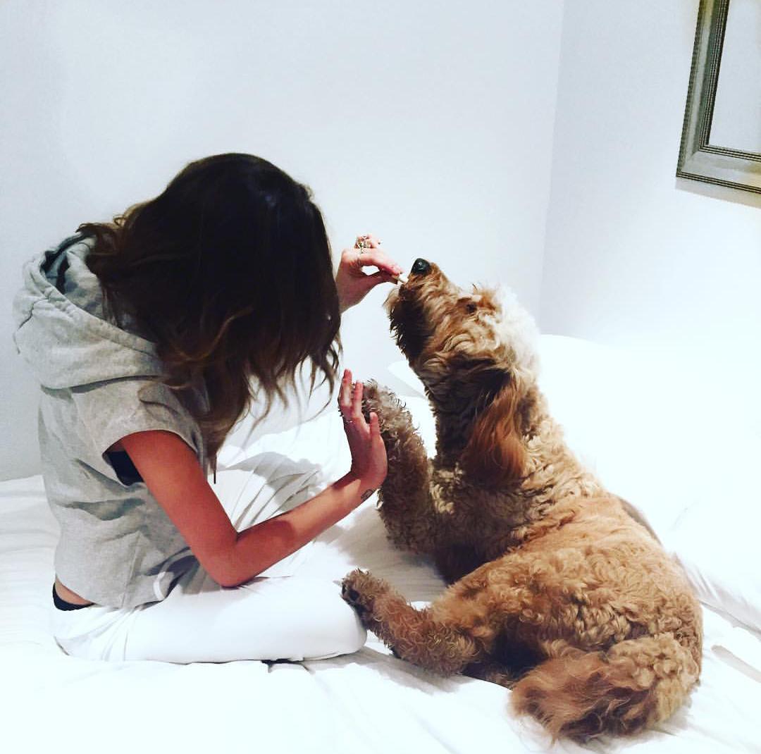 CaldersCross's tweet photo. NEW (28/10/15) :
"@eleanorj92 : My baby puppy is 2 years young today! ๐ #scruffychops " Awwwww look at them ๐ข๐๐ https://t.co/QOd2G1kgjm
