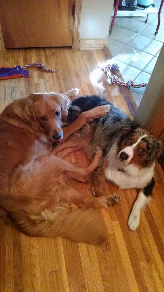 humanofzeus's tweet photo. When your dog has an epic best friend. @GoldenRetriever @AustralianShep2 @dogbff https://t.co/ow2jHYDsJR