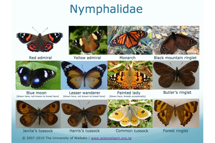 NZScienceLearn's tweet photo. The Big Backyard Butterfly Count - get the classroom or the whanau involved! https://t.co/NqOYymQ1iR @NZbutterflies https://t.co/IVyaAwcwTJ