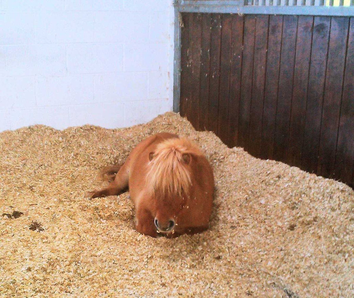 JessWestwood's tweet photo. Pumpkin is just soo cute. #LittleCompanion #StarOfTheYard https://t.co/Wca0G0KpxX