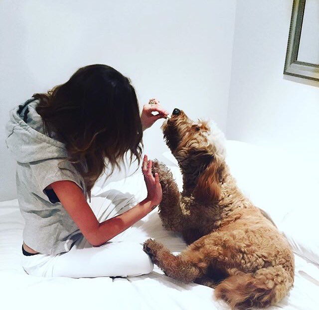 eleanorcaldeuk's tweet photo. My baby puppy is 2 years young today! ๐ #scruffychops xx https://t.co/HLfX1HCZQv