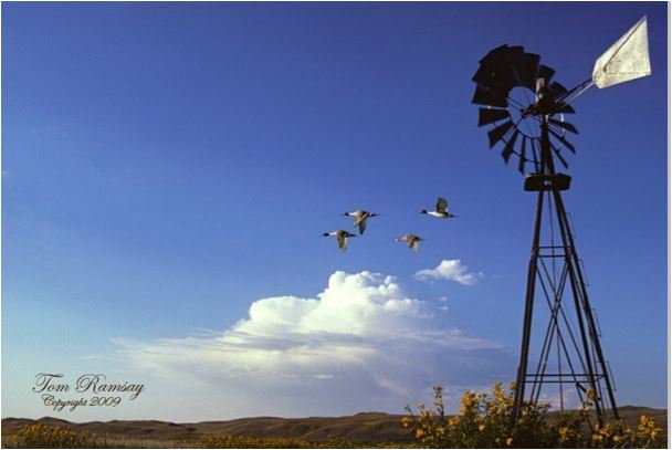 Experience a #MomentWithNature (Beautiful #photography w/accompanying short stories #birds=>bit.ly/1OnYR0f