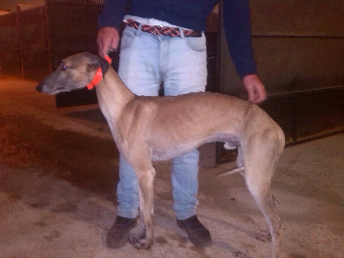 FAG43's tweet photo. ROBAN TRES GALGOS EN LA LOCALIDAD CORDOBESA DE MONTEMAYOR
Más información en:
https://t.co/ulZaNhCPGl https://t.co/56lXZAjata