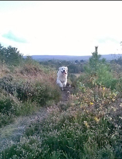 We had a lovely afternoon walkies in #Wareham #ForestOne of us is slightly more energetic!#GoldenRetriever #Dogs