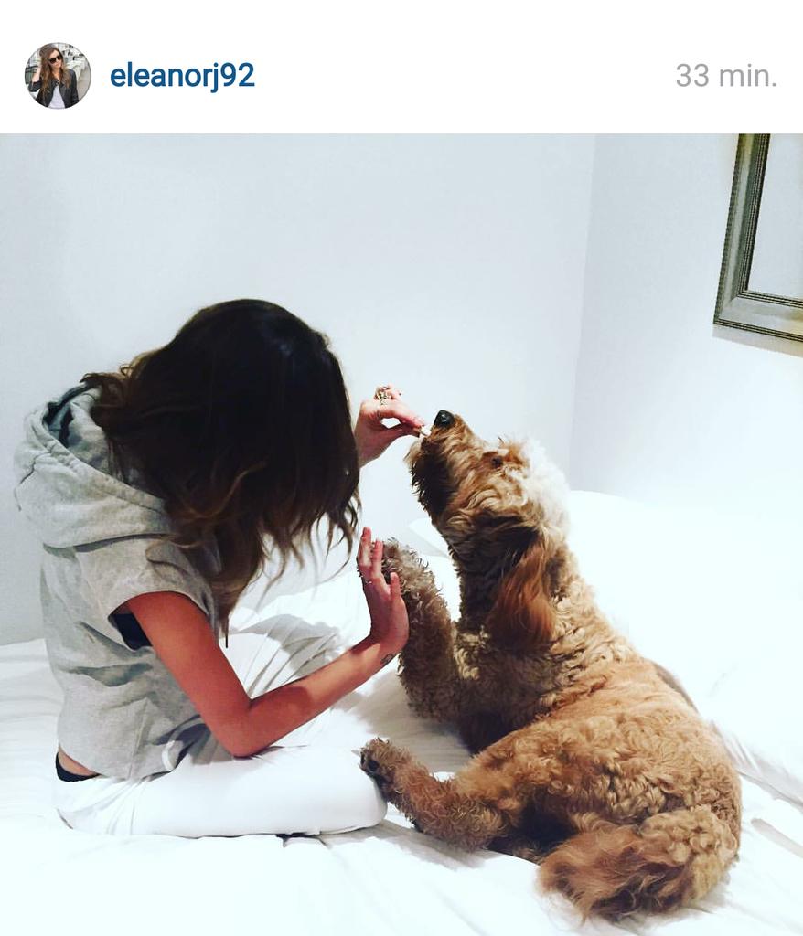 MeganorGirls's tweet photo. Eleanor posted this picture on IG "My baby puppy is 2 years young today! ๐ #scruffychops" https://t.co/uE9HO0FLno