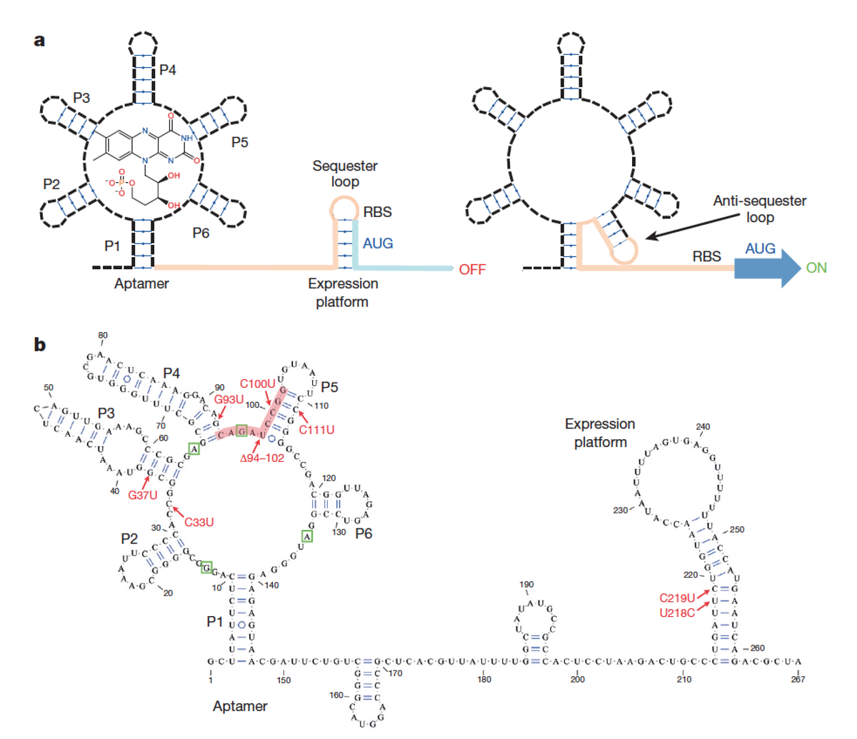 EricTopol's tweet photo. A new, important precedent: a drug that targets non-coding RNA https://t.co/NQI1uqZ5xS
@Nature https://t.co/BwNUlVBxPO