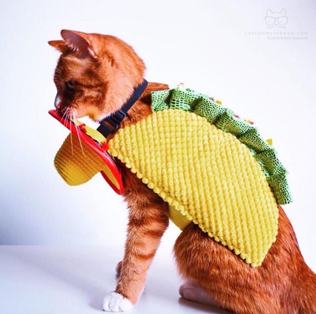 Kitty_Gram's tweet photo. Perfect kitty costume https://t.co/4y645BToqX