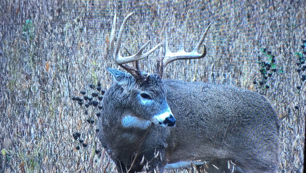 Drury Outdoors 🦌 tweet media