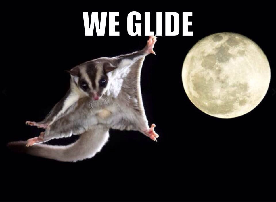 mattsheehantv's tweet photo. Still laughing from last night.... When you're in the middle of riding and flying. #weglide @zackrussell64 https://t.co/0tkwpTCJSj