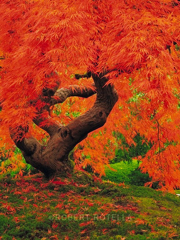 RotellaGallery's tweet photo. "Delicious autumn! My very soul is wedded to it!" #RobertRotella #ZenTree https://t.co/mgaQ8DGu2H