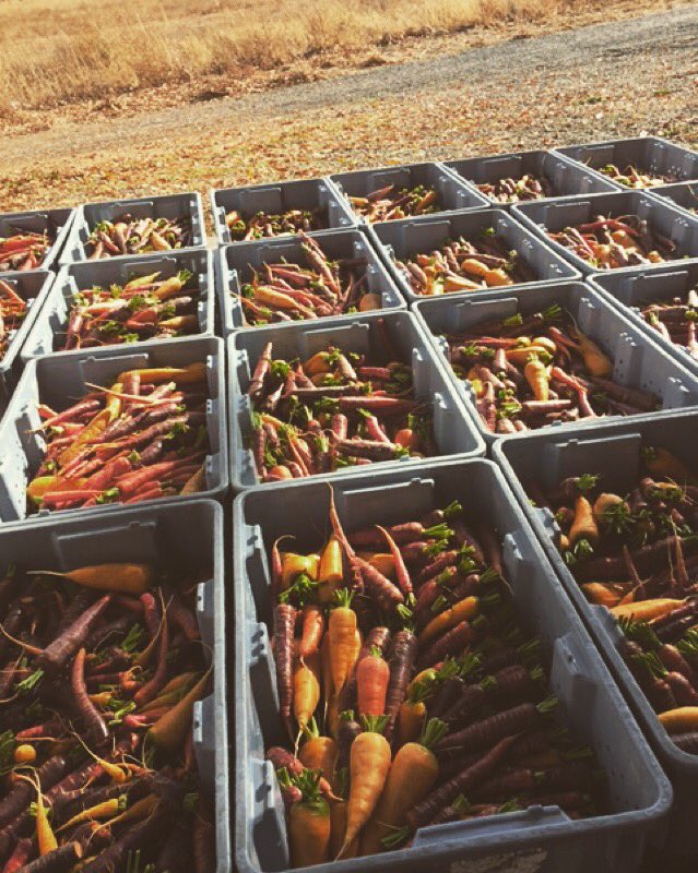 TomDouglasCo's tweet photo. Meanwhile, at @ProsserFarm 🚜 #Carrots https://t.co/MAZB9JAOIC