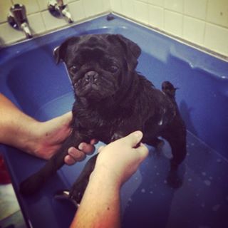 Joy_PhotoCam's tweet photo. Bathtime! #pugsofinstagram #pug #puglife #pugbath #pugbathtime https://t.co/hvNaPEbC2h https://t.co/qT81IywfTR