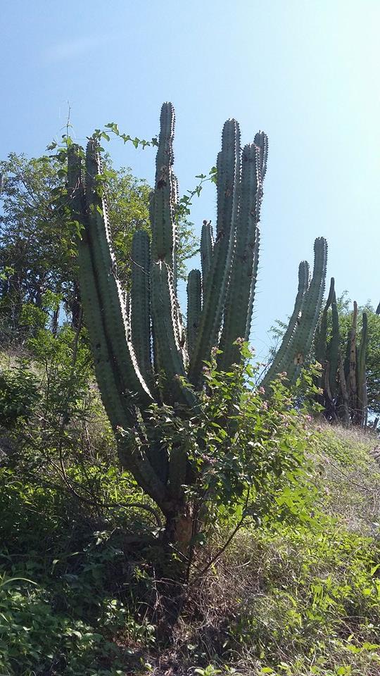 kevinmaker7's tweet photo. una de las especies que encontramos taganga, típica de bosque seco #TAGANGALIMPIA @CMateoBotero @angieclavijor https://t.co/cWG99iu3Xn