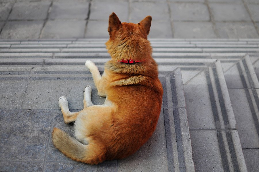 biobio's tweet photo. Perro defendió a niña de 8 años de agresión sexual en Punta Arenas https://t.co/oBfJLHyadI https://t.co/WdMdGBHt5c