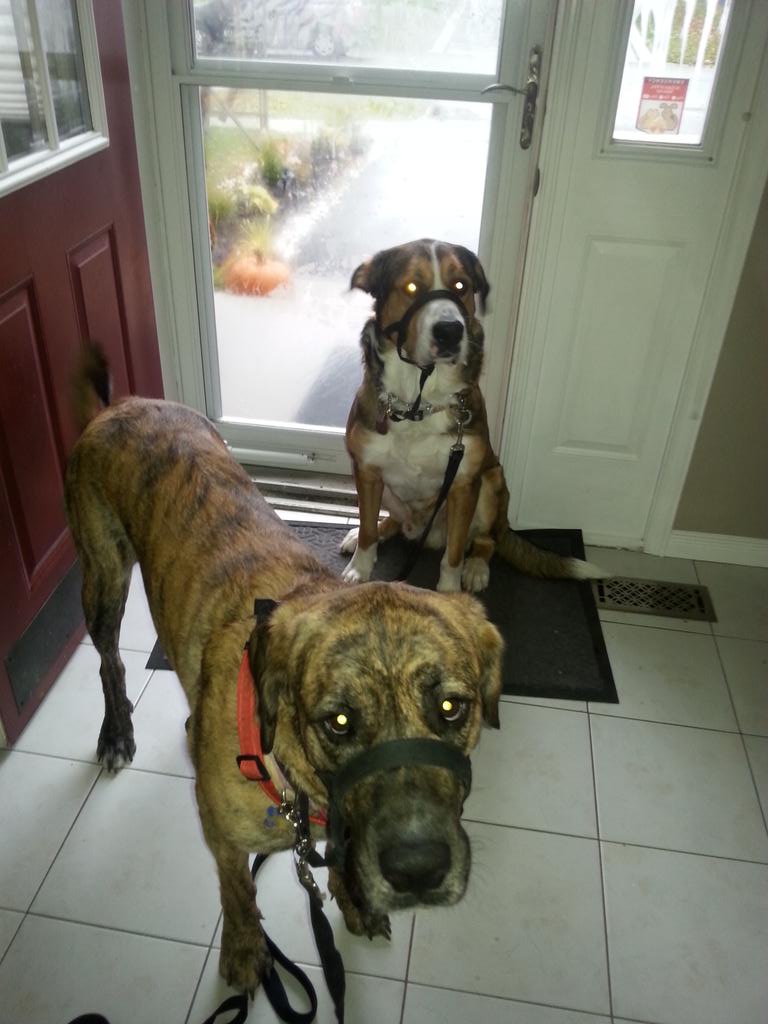 Megdoriia's tweet photo. Rain forget backyard doody..they just sit at the door but for a walk #fightforfirstplace #walktime #nocares https://t.co/8MHUwWFUa2