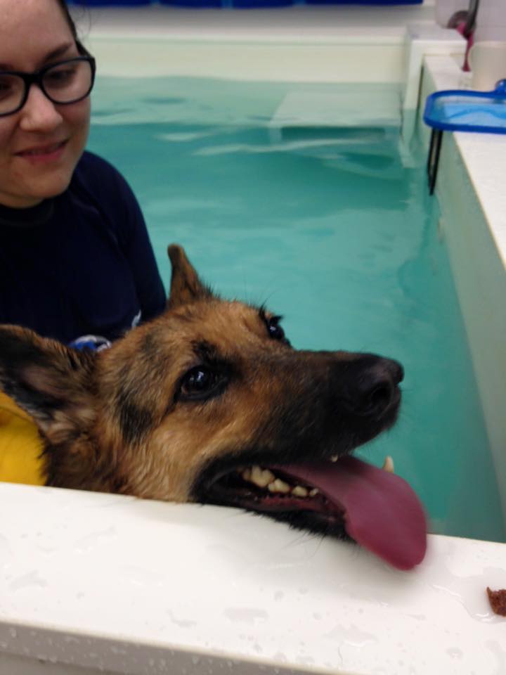 V1964Paul's tweet photo. Sheba in the @Moredge pool @V1964Paul https://t.co/OOh1awCvMo