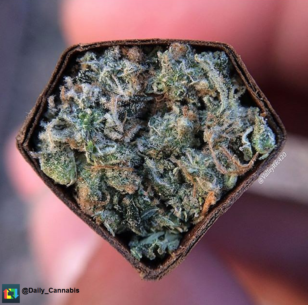 ElevatedRental's tweet photo. Daily Cannabis has a good one here! #Blunt #SuperBlunt #Dank #Elevated #GetElevated #Cannabis #Ganja #Marijuana https://t.co/sj23VEBBCS