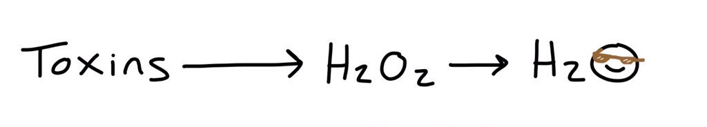 ThePeroxiZone's tweet photo. Water to wine, how about something a little more impressive https://t.co/HCFtZmgxpy