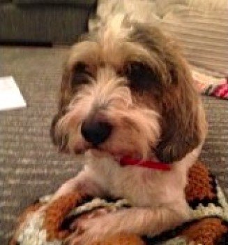 millypod1's tweet photo. #Lost Petit Basset Griffon Vendeen Female Ogdens #NewForest South Hyde Common #Frogham #SP6 https://t.co/25kL7UGY8p https://t.co/GU34oYuetY