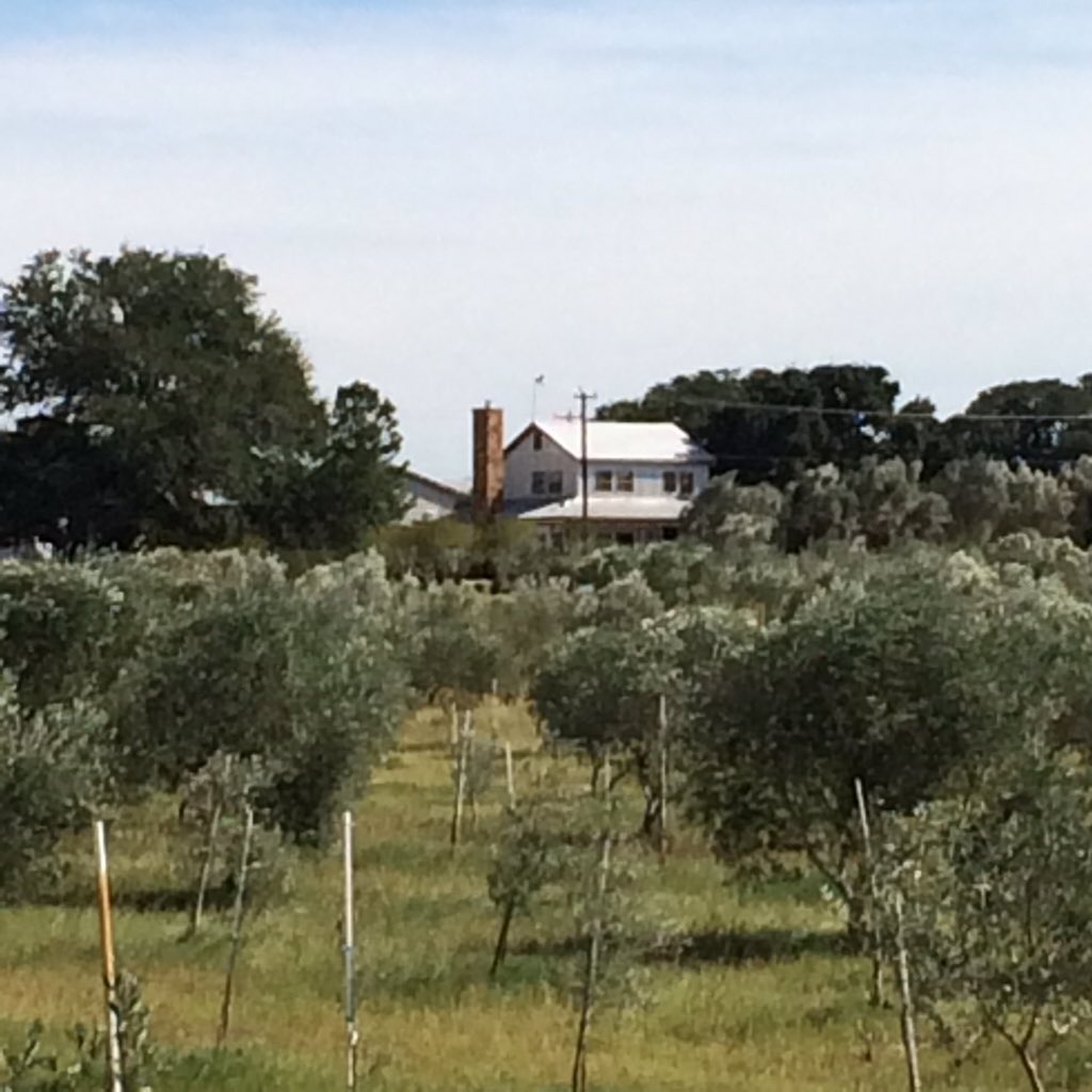 SandyOaksTx's tweet photo. A beautiful day at Sandy Oaks Olive Orchard https://t.co/jHvV757CEZ