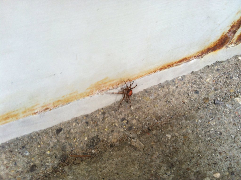 GAFDKRM104's tweet photo. Found a spider outside. We brought it in to take a closer look. We released him to find his friends outside again. https://t.co/Q7abRBEio7