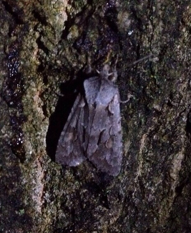 Zeldzame #nachtvlinder de Gageluil is vanavond bij inventarisatie gespot op #kampina #natuurmonumenten #oisterwijk