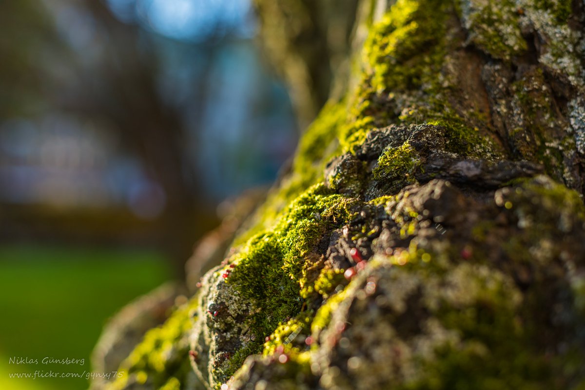 gynsy's tweet photo. Autumn colours in Helsinki, part 4.
#valokuvaus #photography #NikonSyksy https://t.co/Q5q4aK3aNY