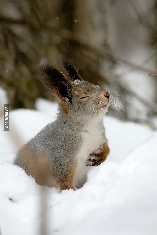 9GAG's tweet photo. Easy, breezy, beautiful, cover squirrel 
https://t.co/TinXiPtg2d https://t.co/nevqTb8Ymf