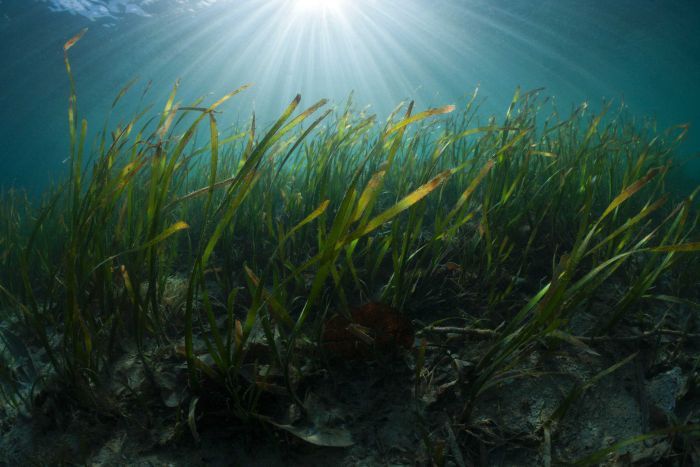 theoceanproject's tweet image. Seagrass, we love you. Unsung ecological hero, potential economic powerhouse buff.ly/1MiiQak #green