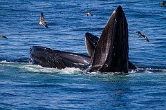 SOBOArts's tweet photo. See the photography of Ray &amp; Ann Kerwin at the Distillery, Nov. 7th-8th! https://t.co/ho9sjbTLw0