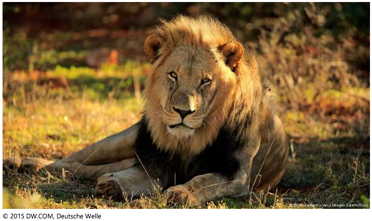WWFnoticias's tweet photo. INACEPTABLE: En sólo 35 años la población de leones en África se ha reducido a la mitad https://t.co/VKV712fP9H https://t.co/PSor36hkdw