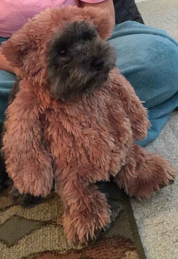 PrigrauceCrewel's tweet photo. He didn't love it! #Halloween #pet #costume https://t.co/NZLgrHQci0