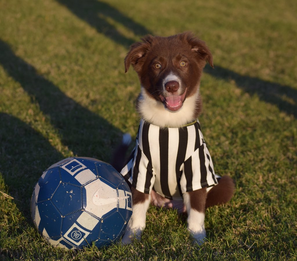 DebbieRenz's tweet photo. Rufferee Rusty reporting to the game! #justdoit @Nike https://t.co/nhIb1BpV4H