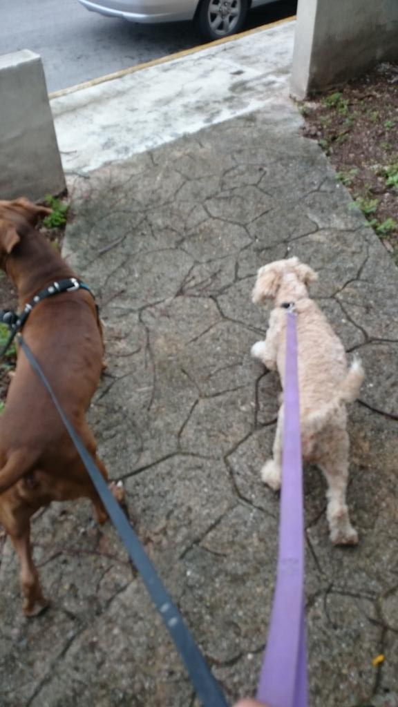 ivan estrella gomez tweet media