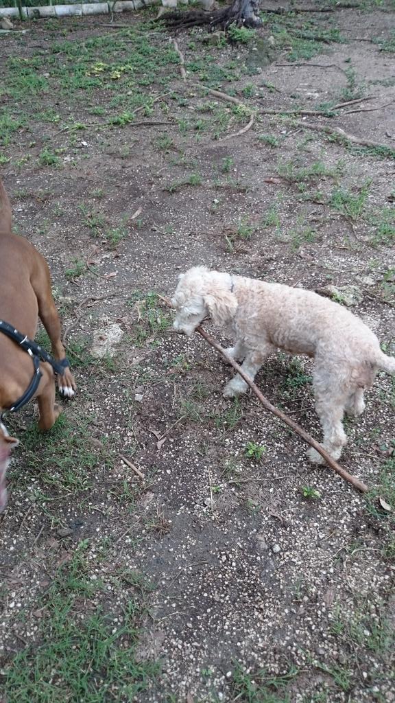 ivan estrella gomez tweet media