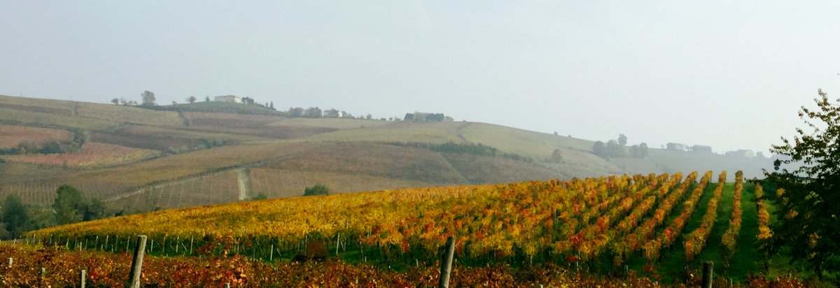 Cerys Rees tweet media