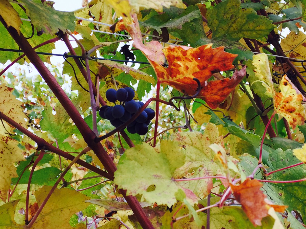 Cerys Rees tweet media