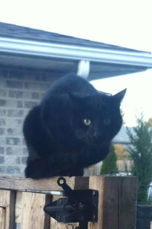 MISSING CAT: Indoor black cat in the Gem Avenue area. Name is Bronco.  Email tips@windsorite.ca if you have seen him