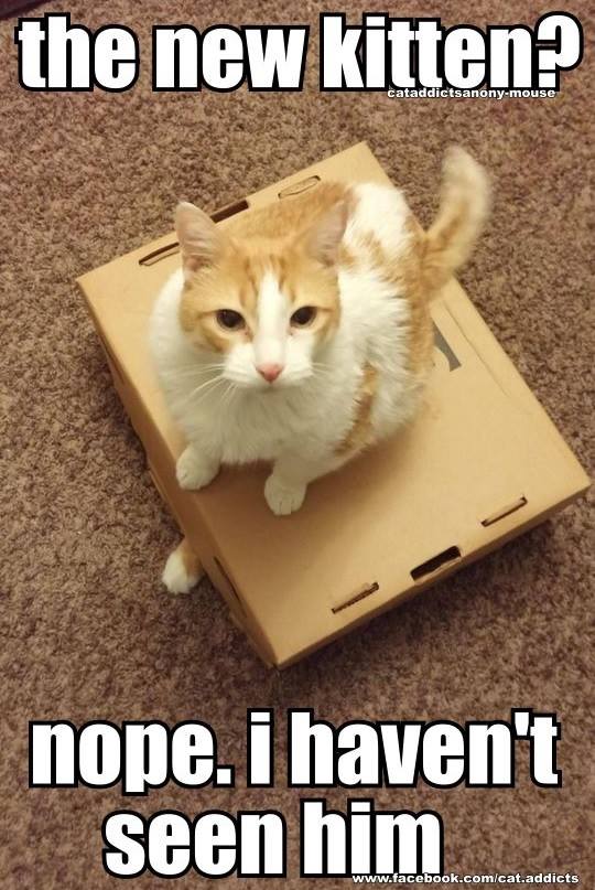 KitNipBox's tweet photo. We're onto you, kitty...
#FurSiblingProblems #Ilovemycats #Funny #KitNipBox https://t.co/eintxMYPmo