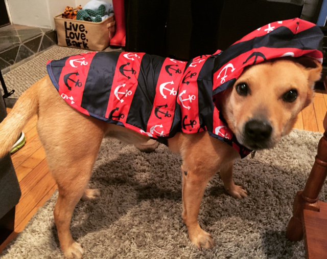 JerseyTherapy's tweet photo. Rain rain go away! I hope everyone is staying dry out there. Mom got me a new raincoat with a hood to keep me dry! https://t.co/X8UDMgILVk