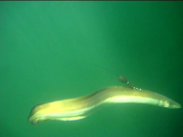 Newsweek's tweet photo. Eel migration to Sargasso Sea tracked for the first time https://t.co/PqQ4JccFTr https://t.co/bMyRDqJqzK