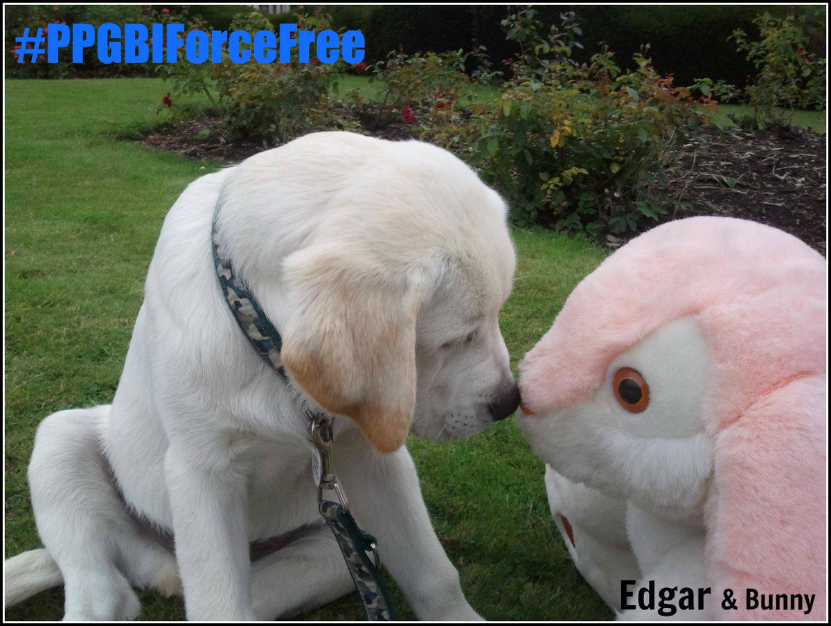 PetGuild's tweet photo. Celebrating the power of force-free training. No pain, no force no fear, EVER! #PPGBIForceFree #dogs https://t.co/DLsVWUVTD3