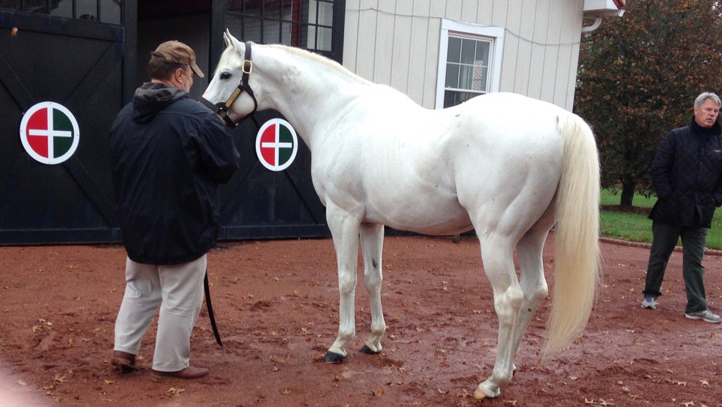f_mitchell07's tweet photo. Tapit, currently leading sire for 3rd year in a row, with pal James @Gainesway, being photobombed by @hernon_michael https://t.co/TvLPpI4y4n