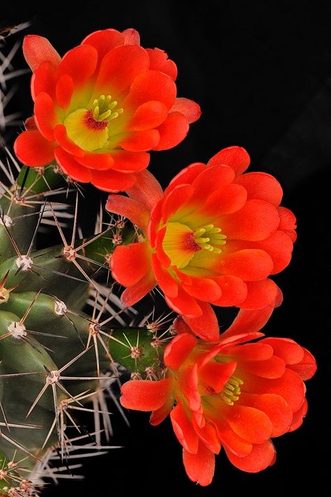 CactusDelMundo's tweet photo. Follow us to see the most beautiful cactus in the world #wcw#android#iphonegames#socialgood https://t.co/RWkukloED6