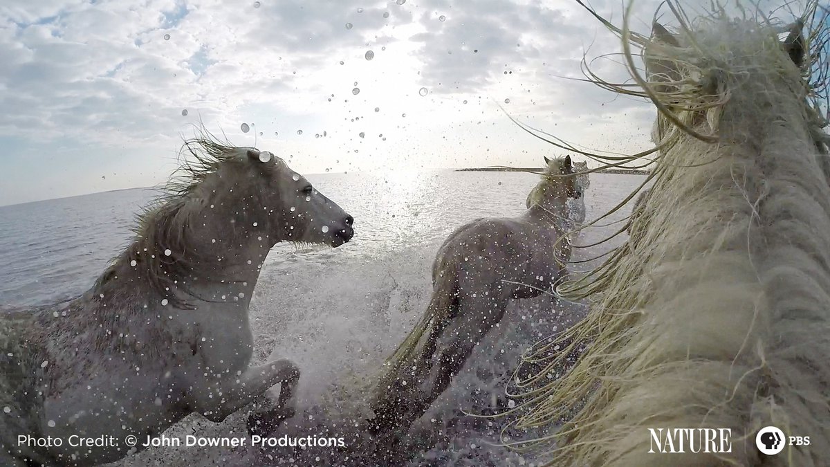PBSNature's tweet photo. Learn the sensory secrets of horses, dogs and more on tonight's new "Pets: Wild at Heart"! https://t.co/K0G04ABVnM https://t.co/g95ECPeAzS