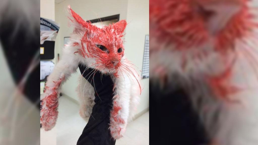 HLNTV's tweet photo. Man arrested for animal cruelty after he allegedly trapped and spray-painted a stray cat: https://t.co/MxudzNtMtT https://t.co/cJNjjcP1RR